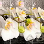 Стол раздвижной Орхидея белая  в Армянске